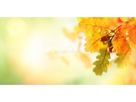 L'automne: temps du retour à soi et du lâcher prise..indispensable aussi pour votre système immunitaire.........